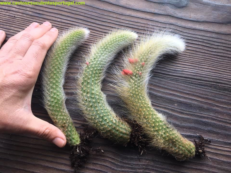 Hildewintera colademononis