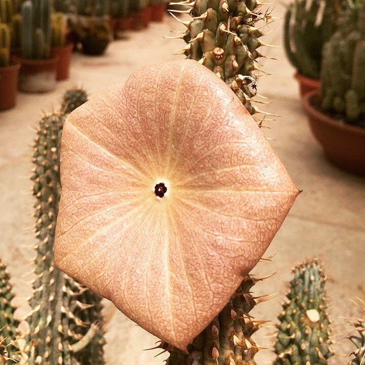 Hoodia gordonii