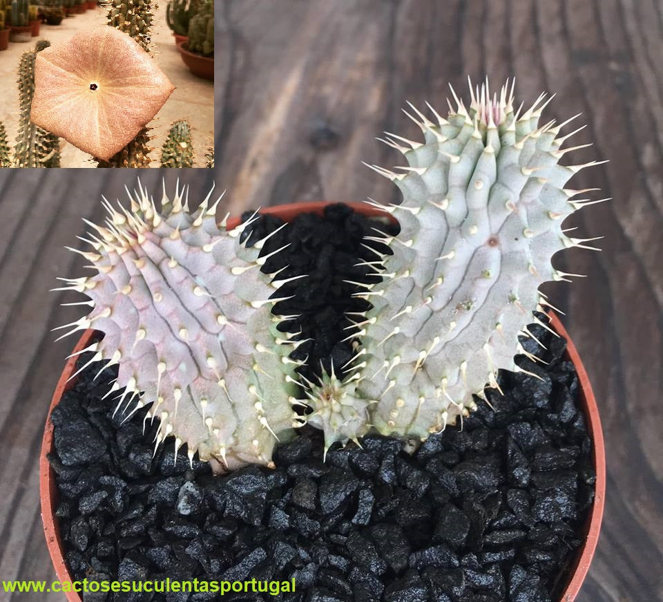 Hoodia gordonii
