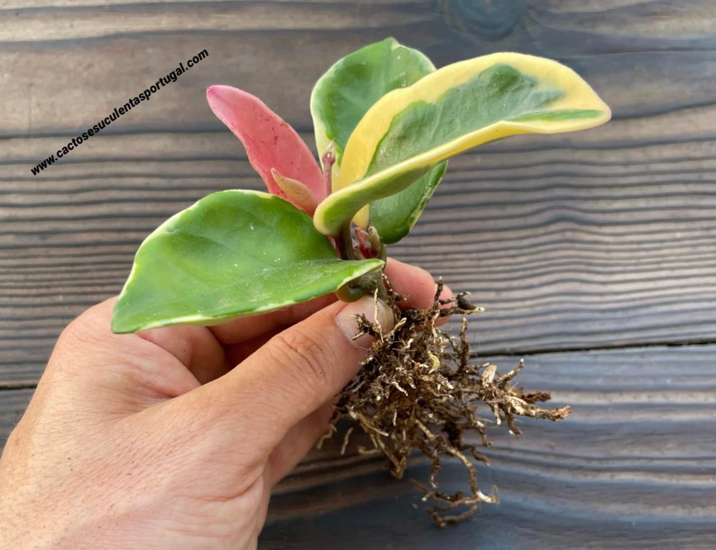 Hoya carnosa 'Tricolor' 