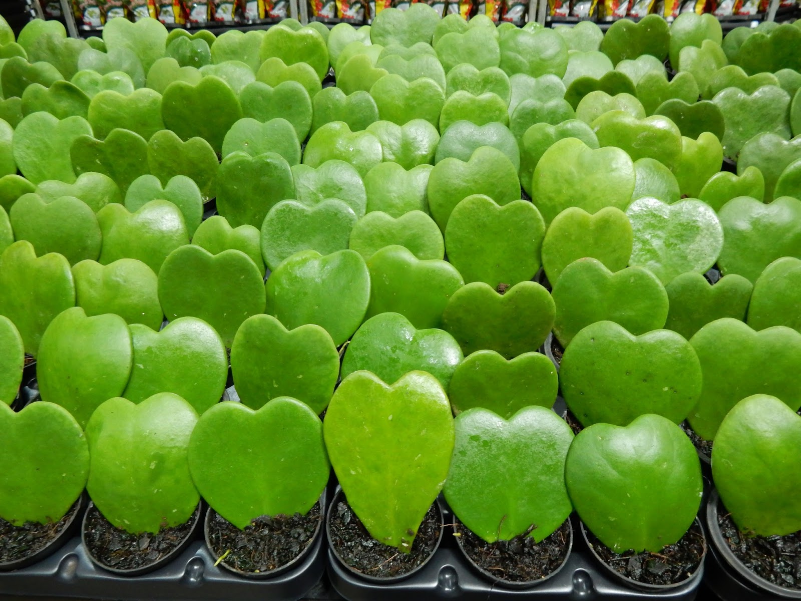 Hoya Kerrii Craib