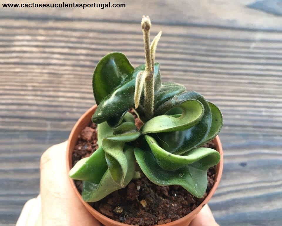 Hoya carnosa