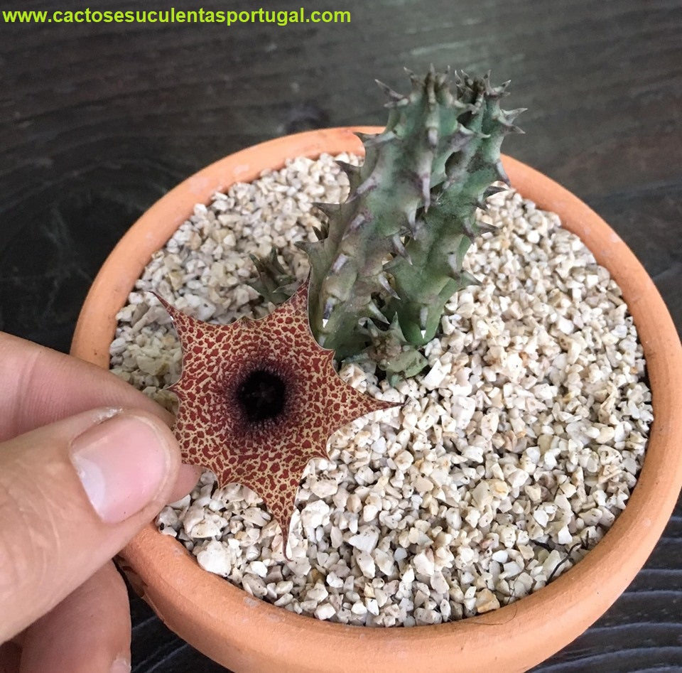 Huernia Barbata