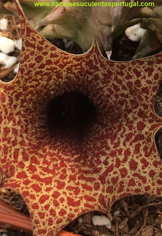 Huernia Barbata