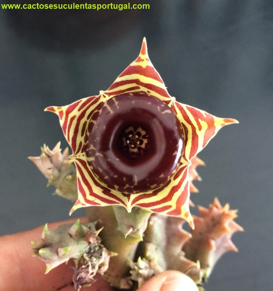 Huernia Zebrina