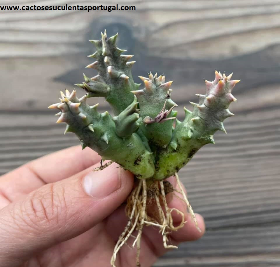 Huernia Zebrina