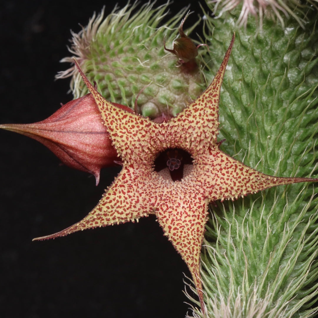 Huernia Pillansii cv. Asyura
