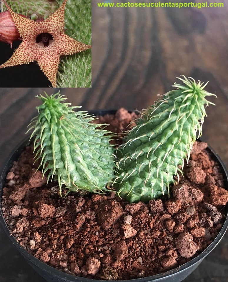 Huernia Pillansii cv. Asyura