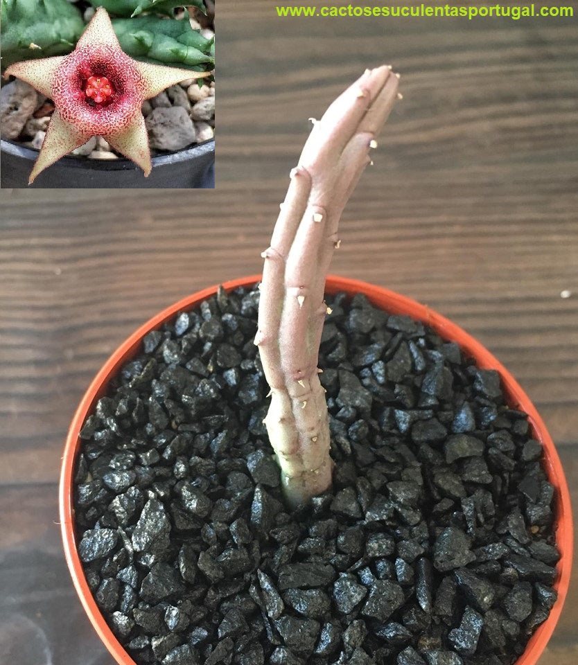 Huernia Procumbens