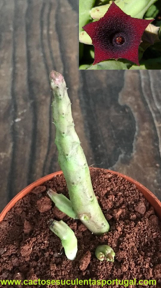 Huernia pendula