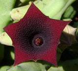 Huernia pendula