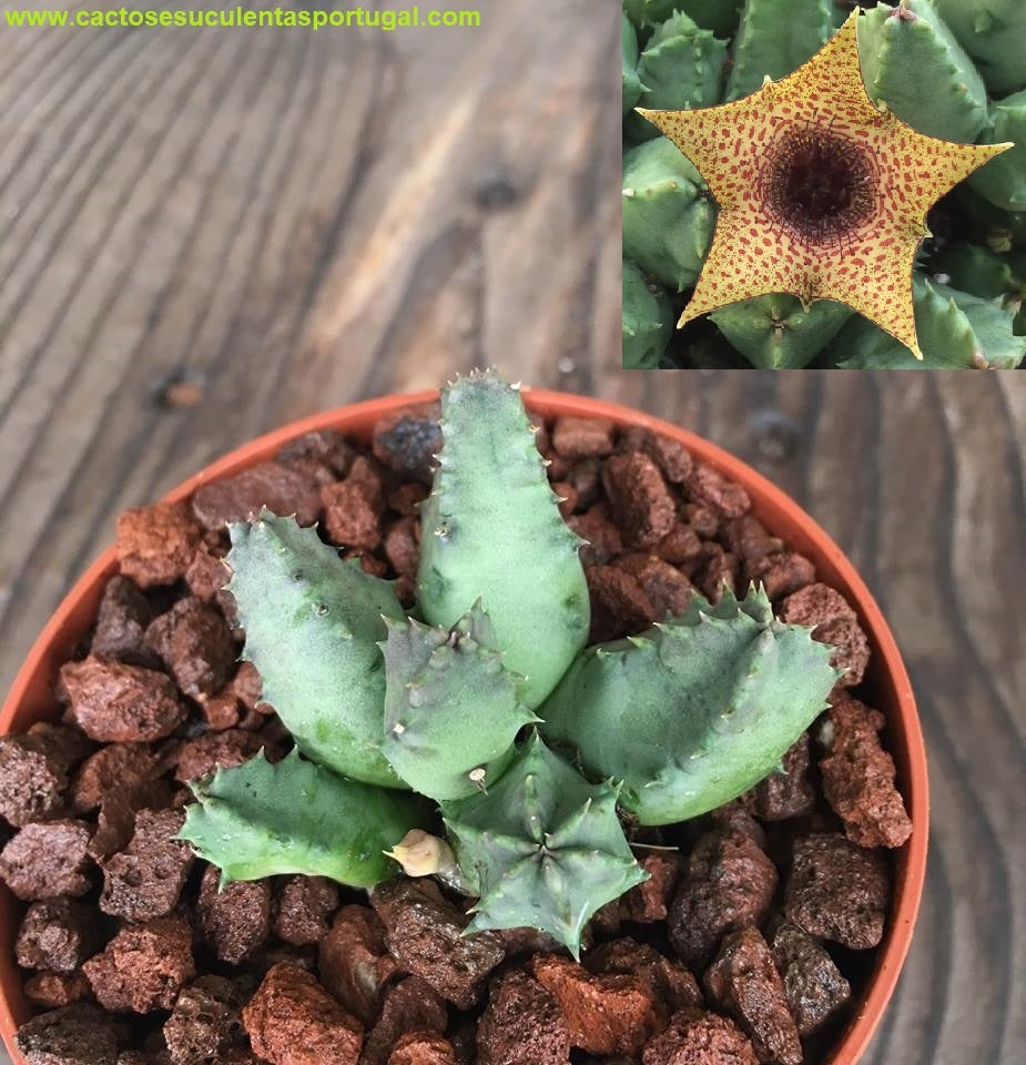 Huernia piersii