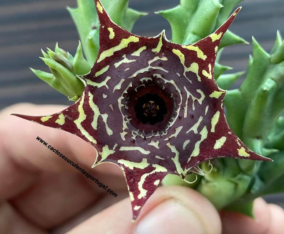 Huernia guttata hybrid