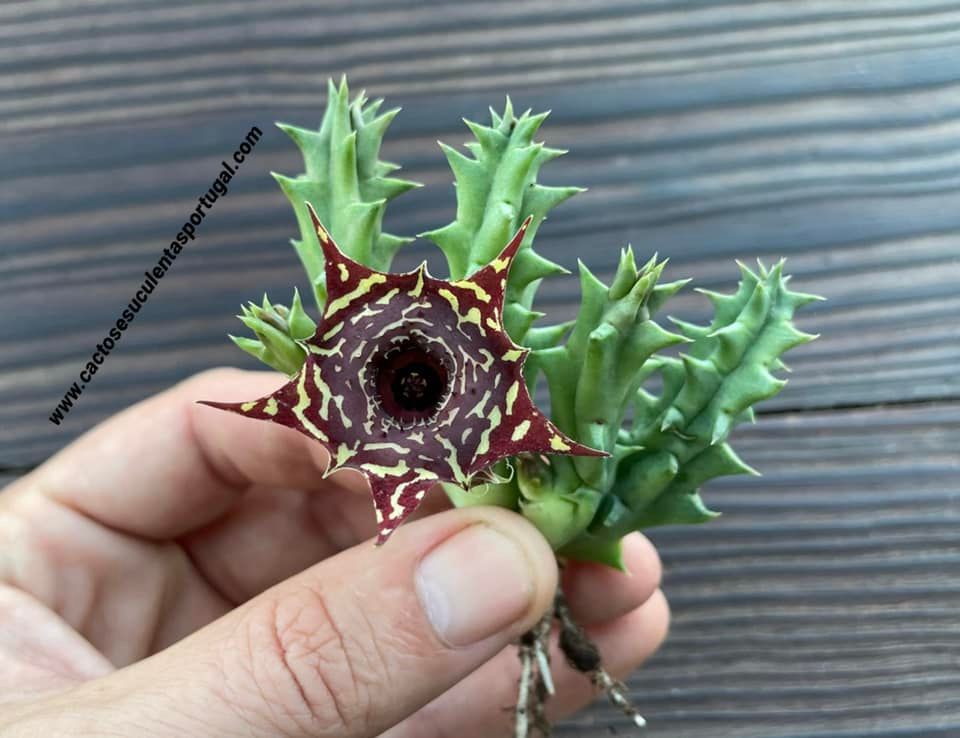 Huernia guttata hybrid