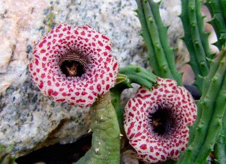 Huernia Hislopii