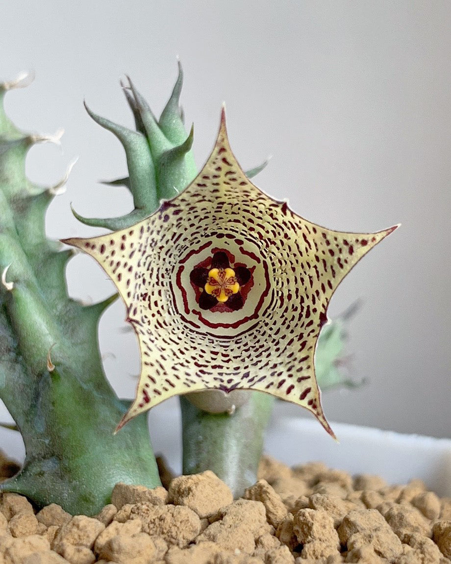 Huernia mccoyi
