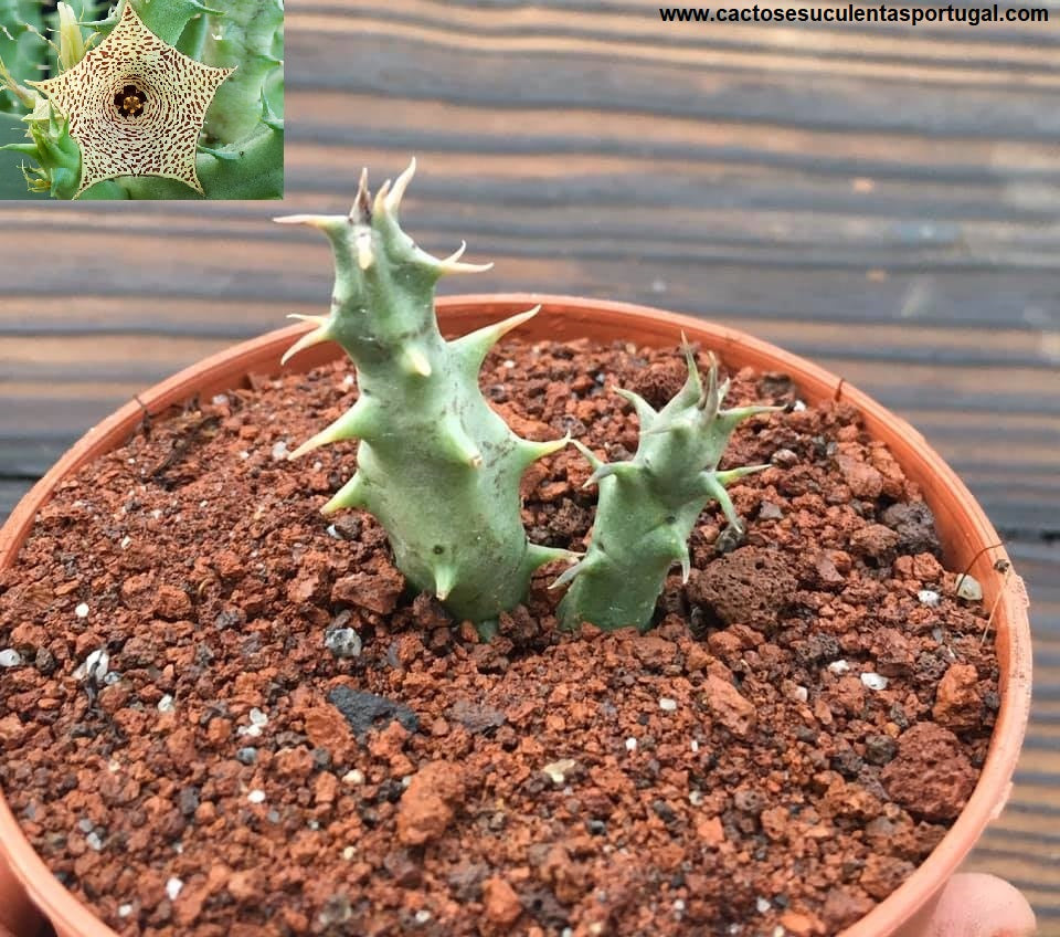 Huernia mccoyi