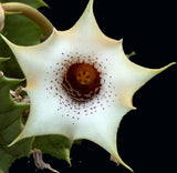 Huernia quinta v. blyderiverensis