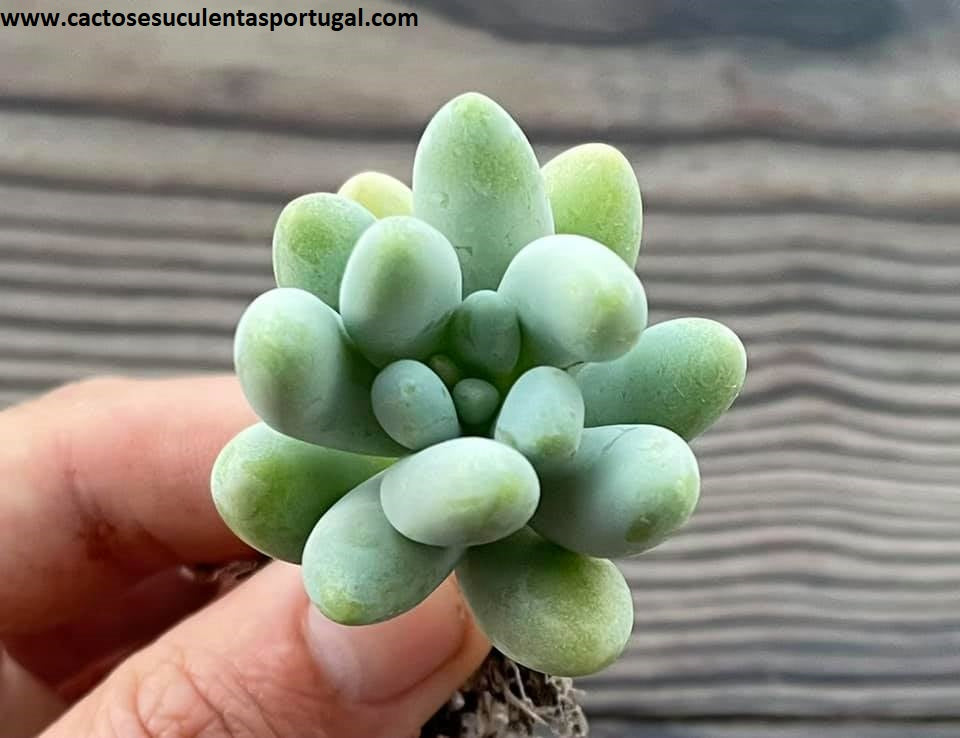  Pachyphytum oviferum x Sedeveria 'Harry'