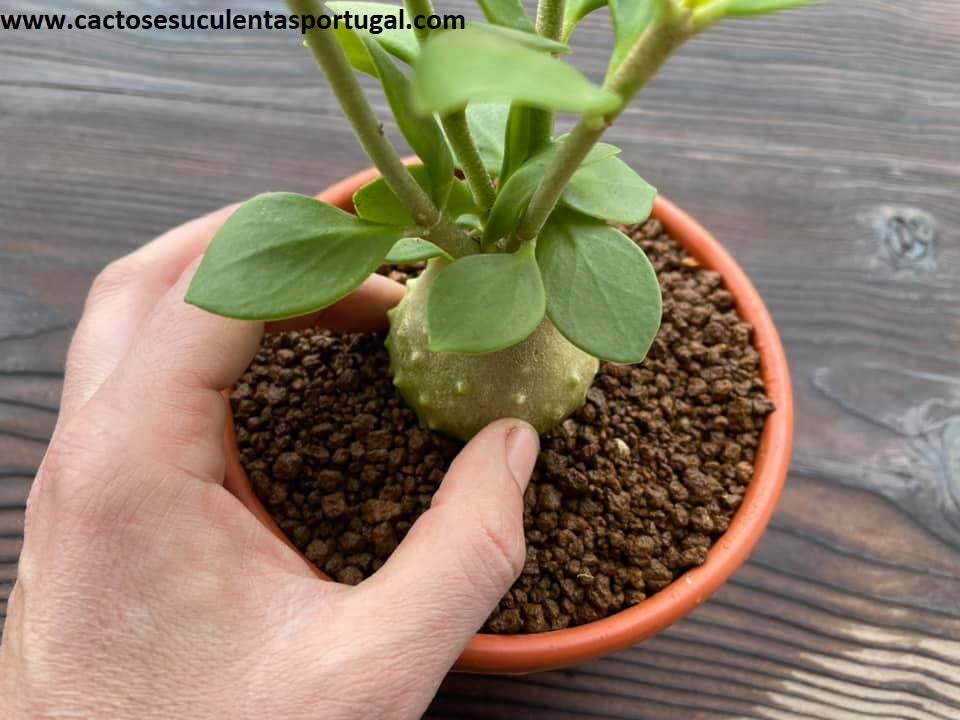 Hydnophytum moseleyanum
