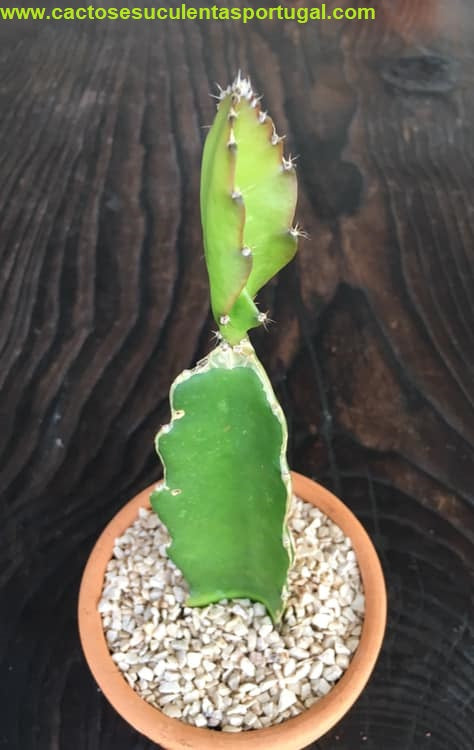 Hylocereus undatus Pitaya Portugal 