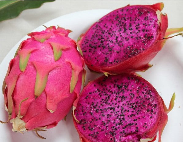 Hylocereus undatus polpa rosa, Pitaya