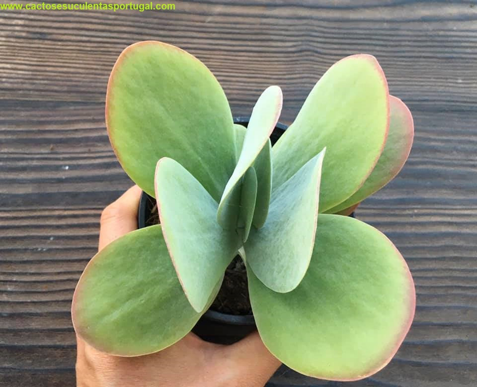 Kalanchoe Thyrsiflora, vaso 12cm