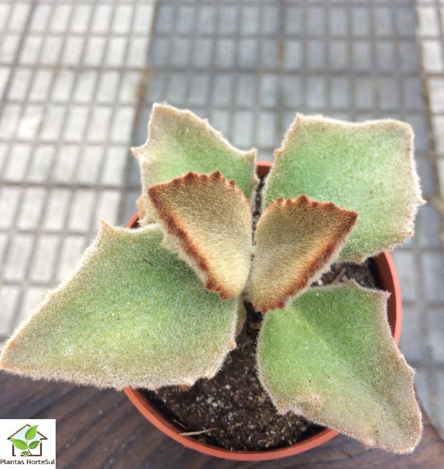 kalanchoe Beharensis Fang