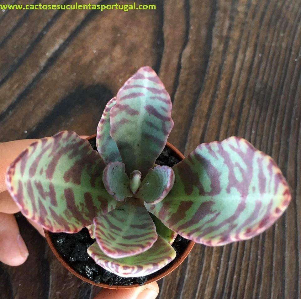 Kalanchoe Humilis 'Perdiz'