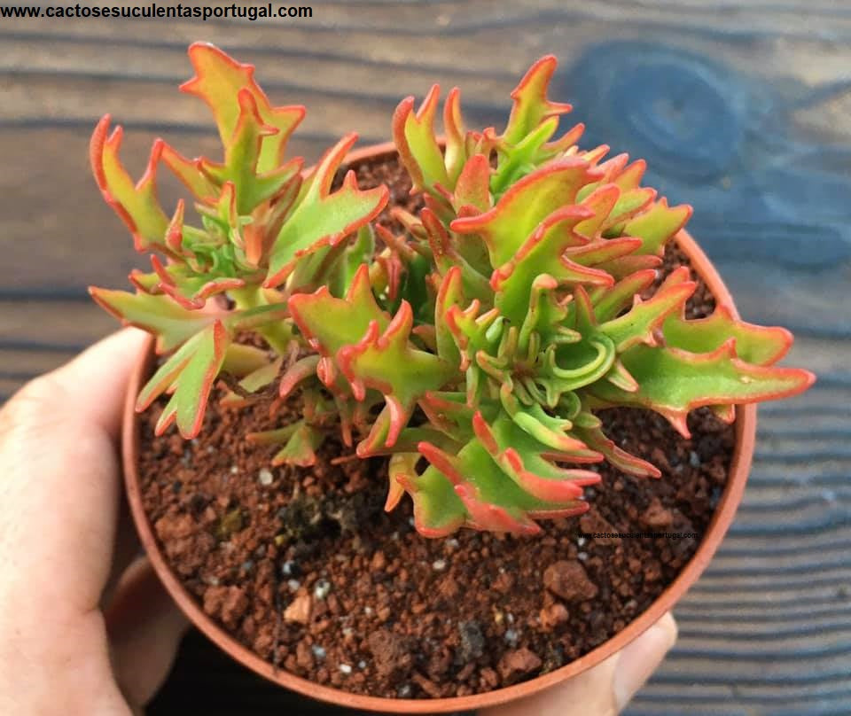 Kalanchoe 'Synsepala Medusa' Firecracker