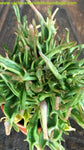 Kalanchoe blossfeldiana Tarantula