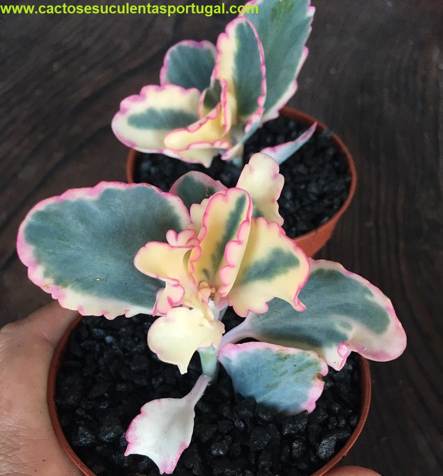 Kalanchoe fedtschenkoi variegata