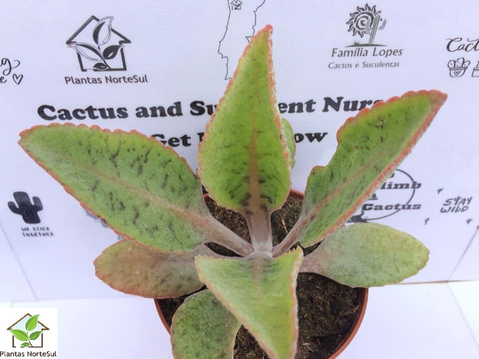 Kalanchoe gastonis-bonnieri, vaso 8.5 cm