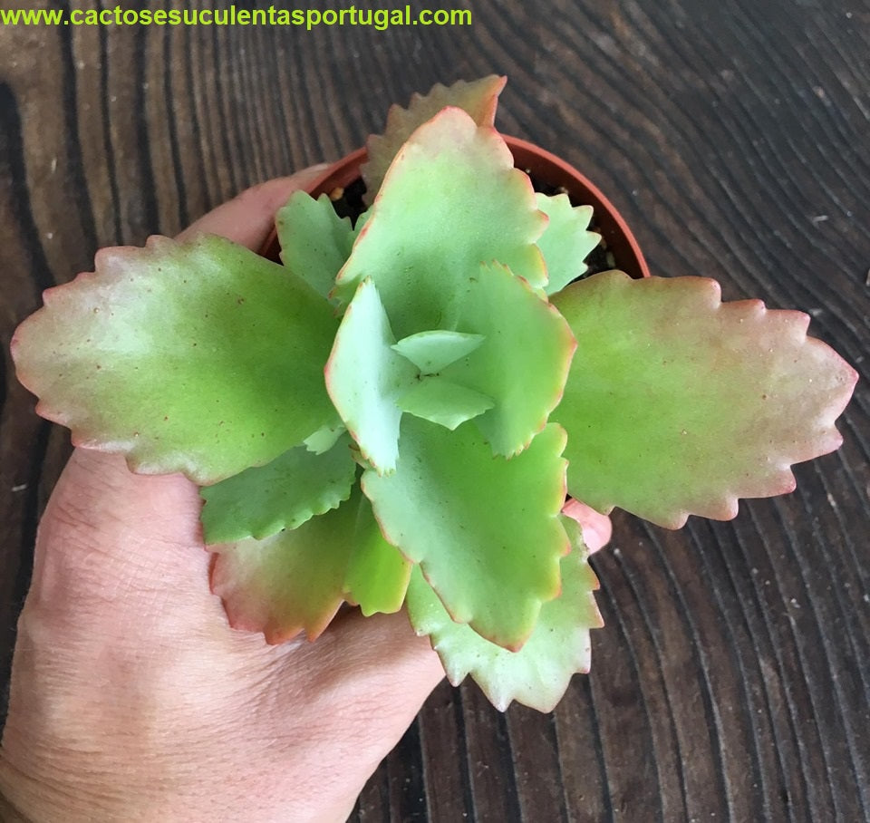Kalanchoe longiflora (Tugela Cliff-Kalanchoe)