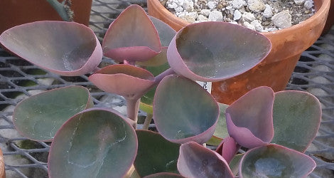 Kalanchoe nyikae