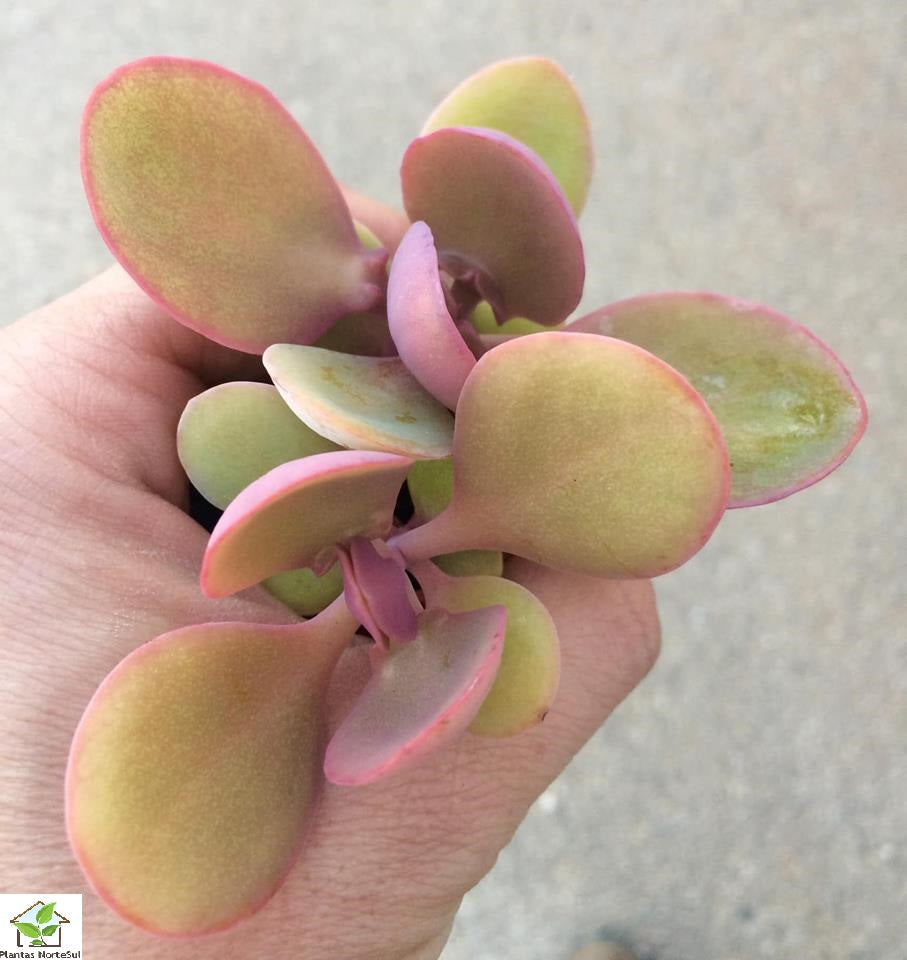 Kalanchoe nyikae