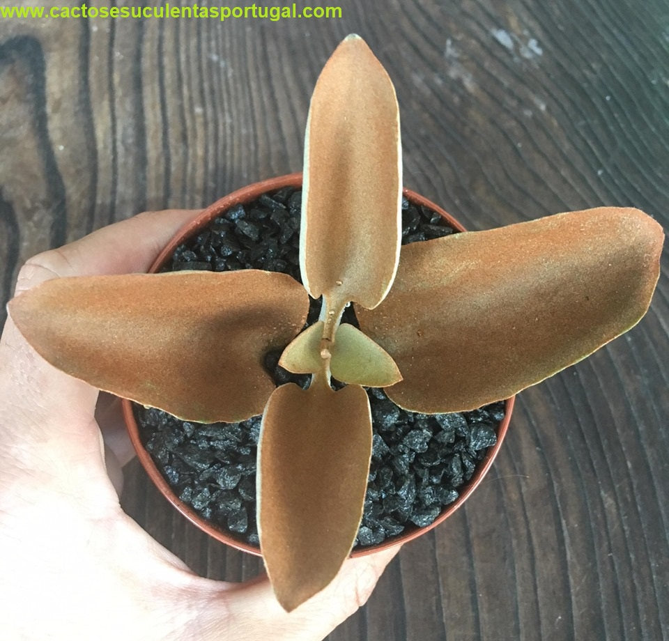 Kalanchoe orgyalis, " Colher de Cobre" - Copper Spoons