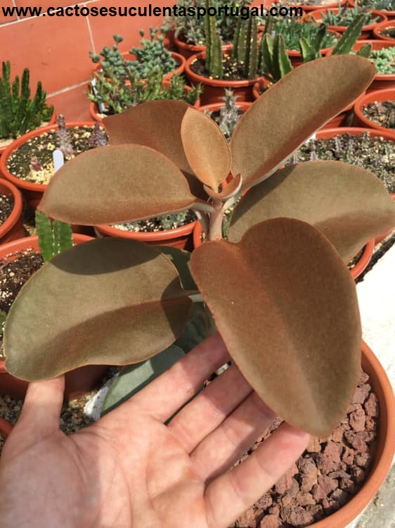 Kalanchoe orgyalis, " Colher de Cobre" - Copper Spoons