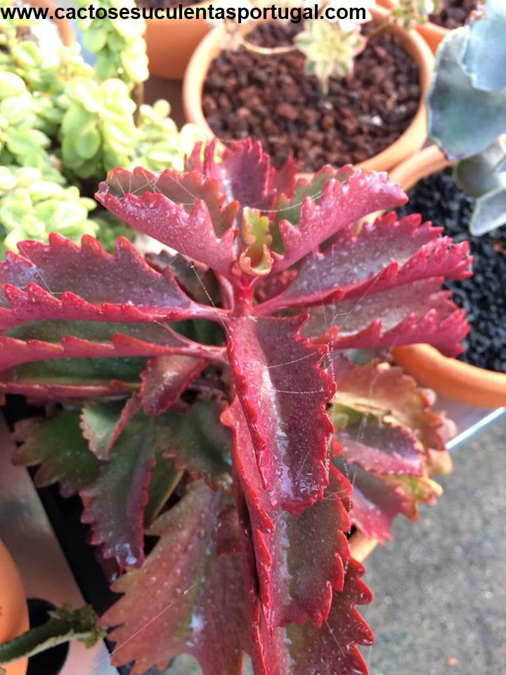 Kalanchoe sexangularis