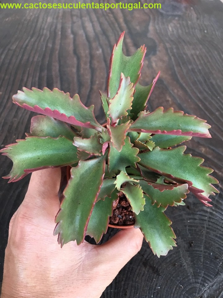 Kalanchoe sexangularis