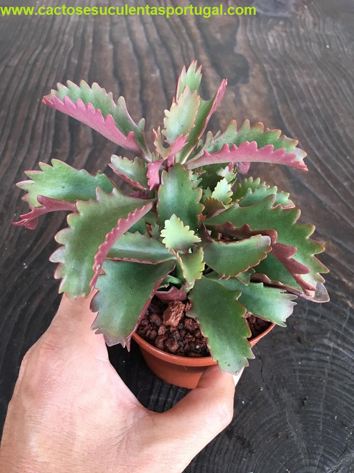 Kalanchoe sexangularis