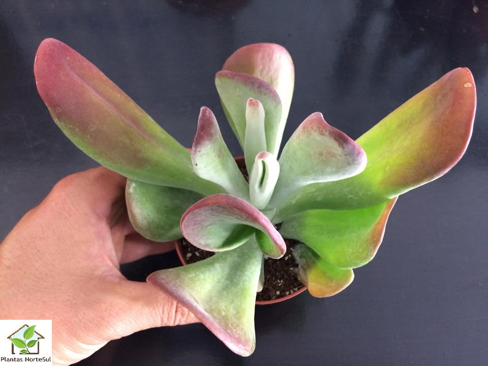Kalanchoe thyrsiflora monstruosa