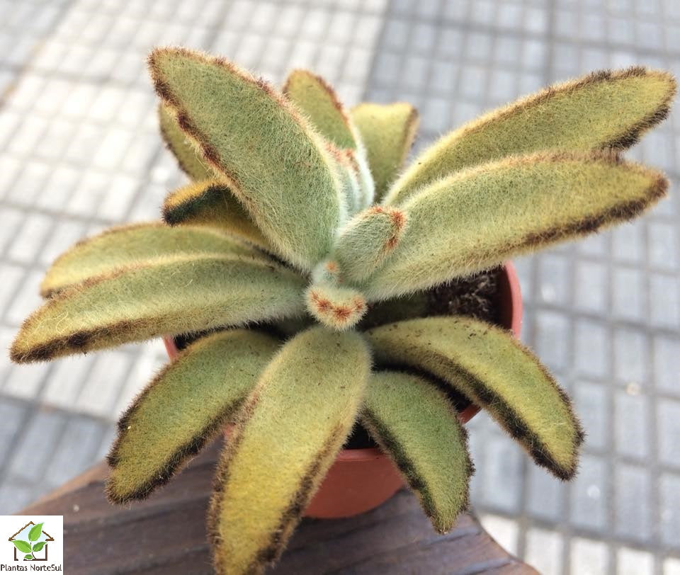 Kalanchoe tomentosa 'Chocolate Soldier', vaso 5.5cm