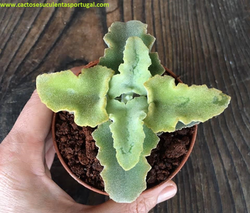 Kalanchoe beharensis 'Brown Dwarf'