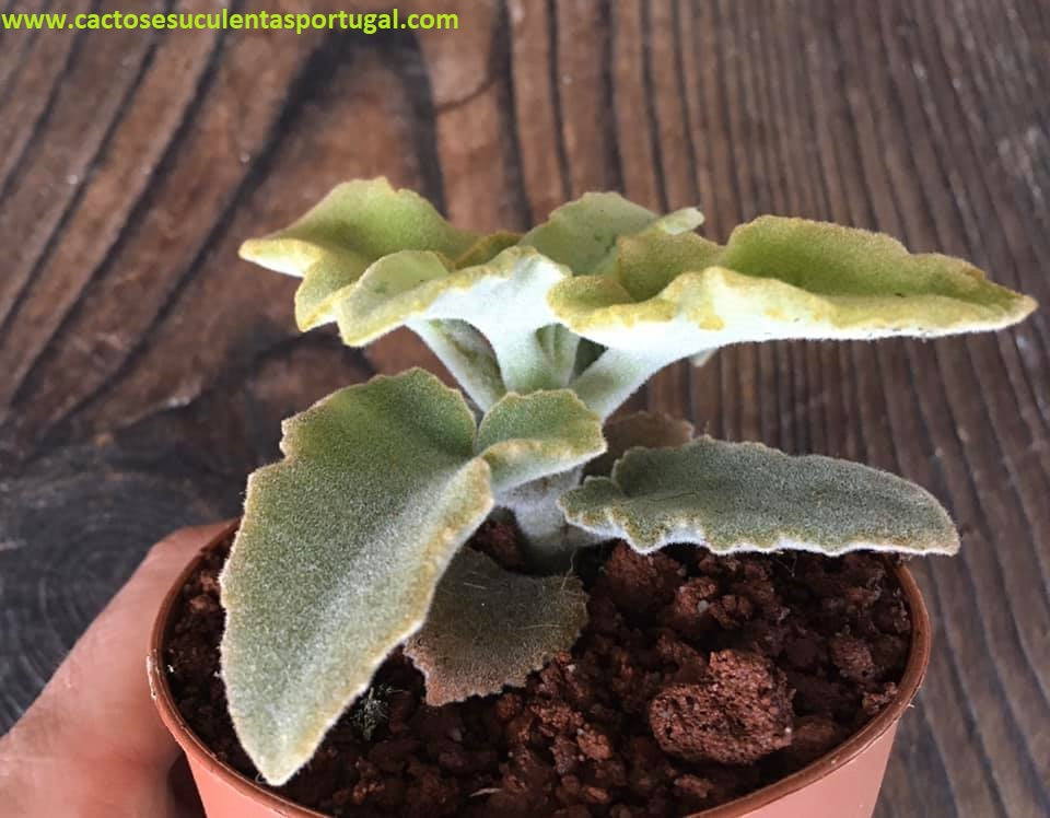 Kalanchoe beharensis 'Brauner Zwerg'