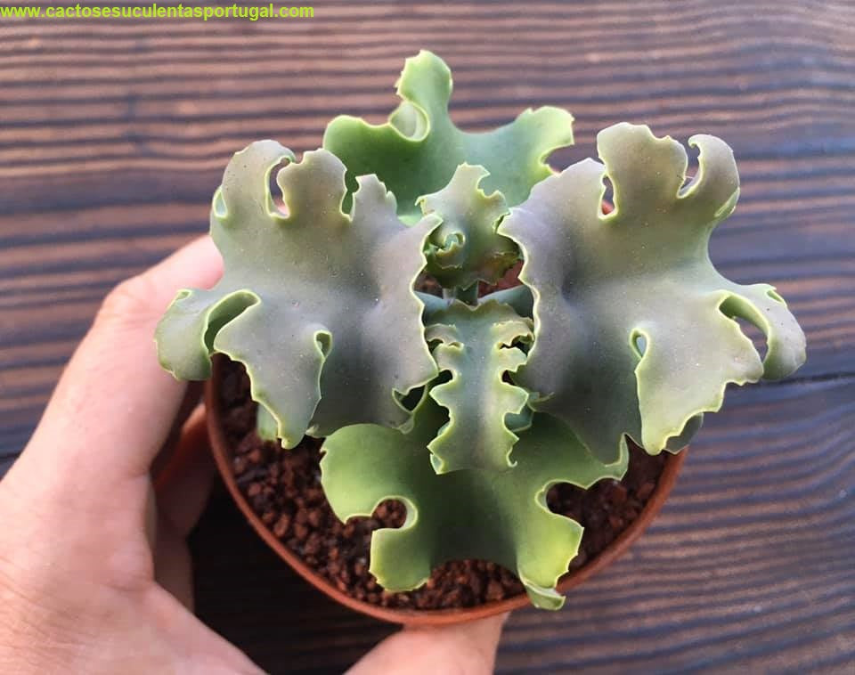 Kalanchoe beharensis var. subnuda (Naked Feltleaf)