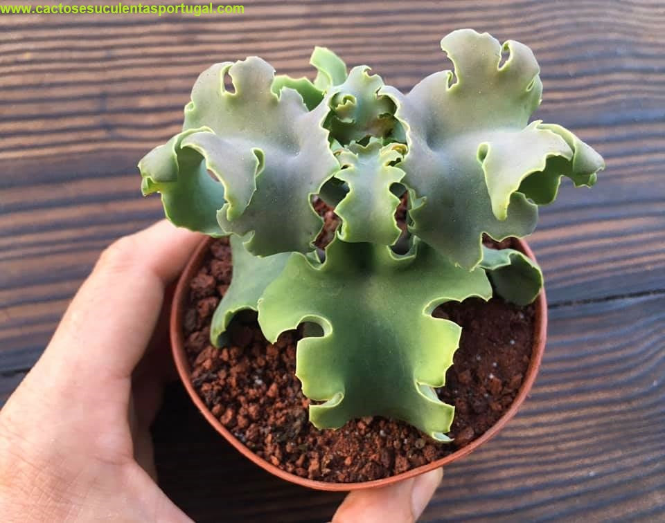 Kalanchoe beharensis var. subnuda (Naked Feltleaf)