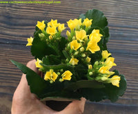 Kalanchoe blossfeldiana amarela - Flor da fortuna