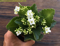 Kalanchoe blossfeldiana branca - Flor da fortuna