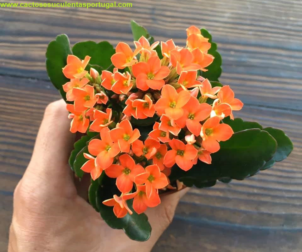 Kalanchoe blossfeldiana laranja - Flor da fortuna